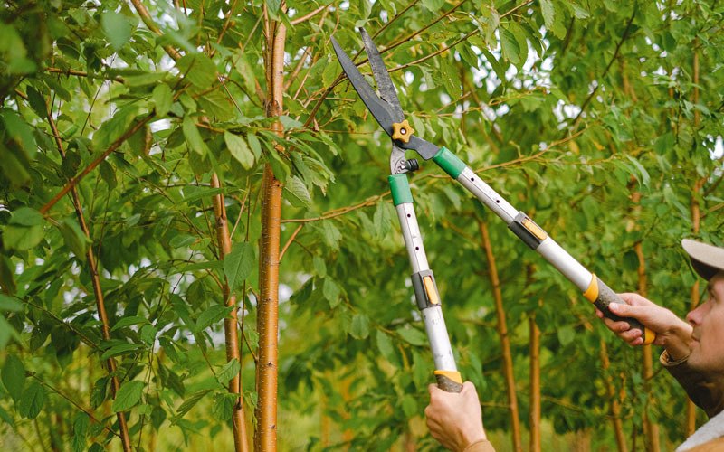 Tree trimming in Bethel, DE