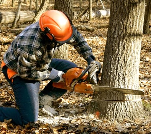 Tree Removal in Bethel, DE